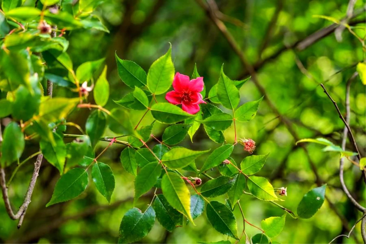Çinli araştırmacılar, nesli tükenme tehlikesi altında olan Rosa lucidissima bitkisini tespit etti
