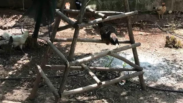 Besiciden yaratıcı yöntem! Tavuklara klasik müzik dinleterek yumurta verimini 4'e katladı