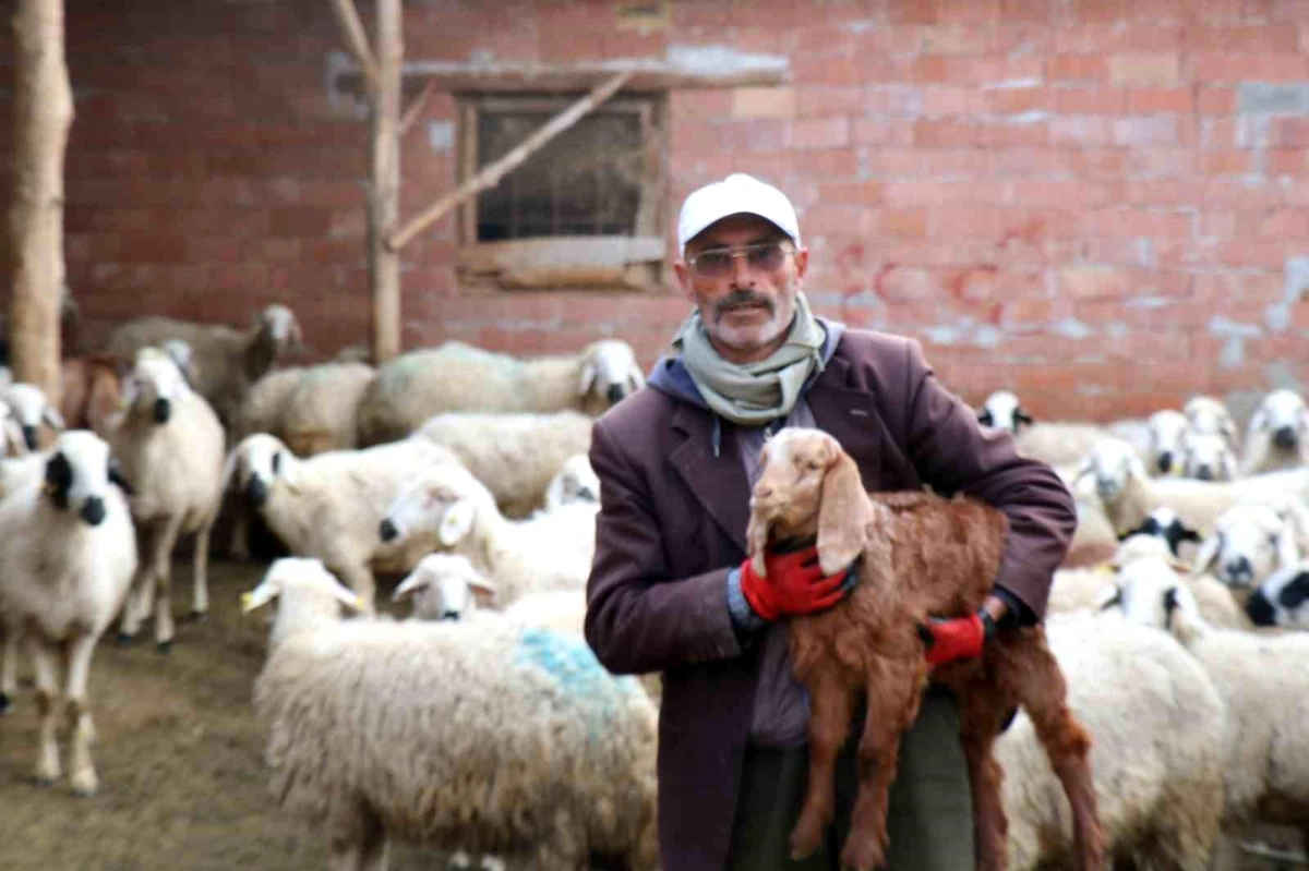 Kırşehir\'de Çoban, Dizide Oynamaya Başladı