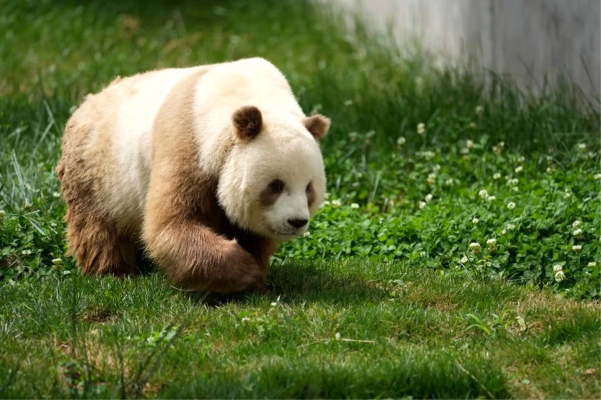 Çin\'de Nadir Kahverengi Dev Panda Görüntülendi