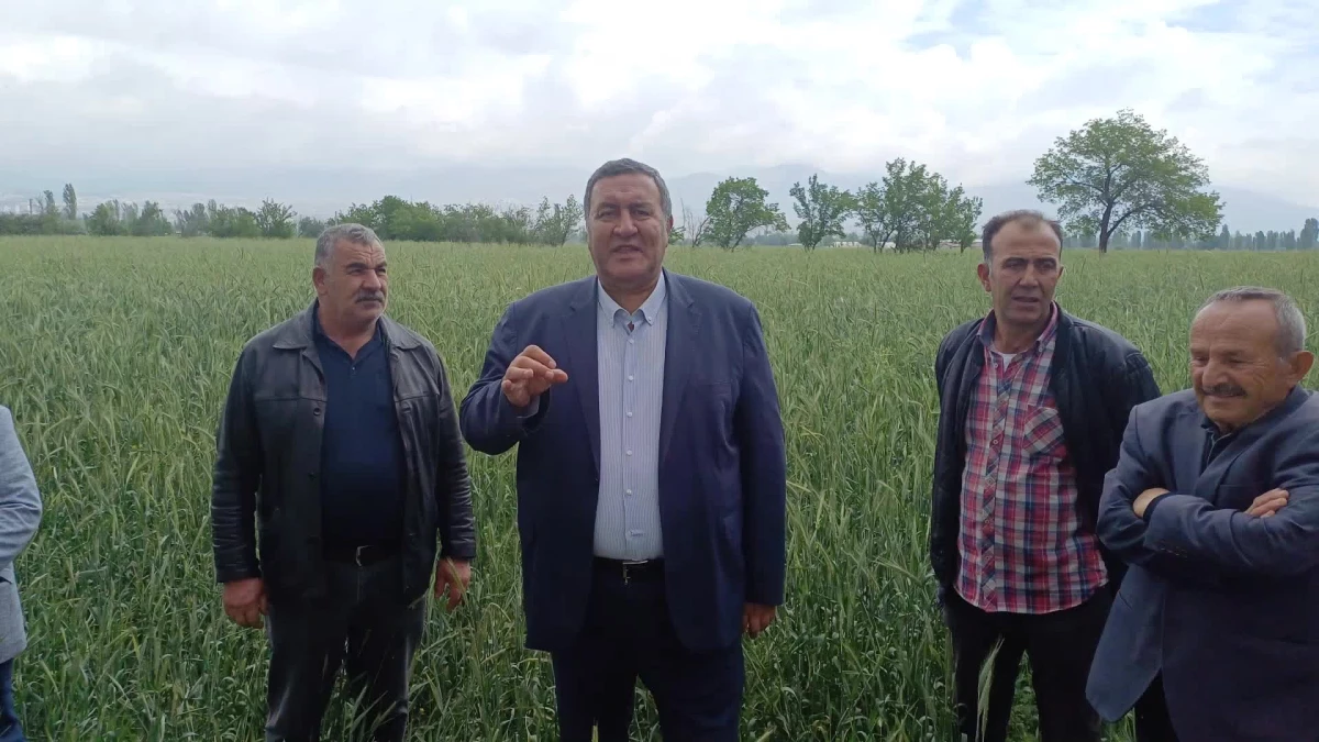 Çukurova\'da Buğday Hasadı Başladı, Ancak Taban Fiyat Açıklanmadı
