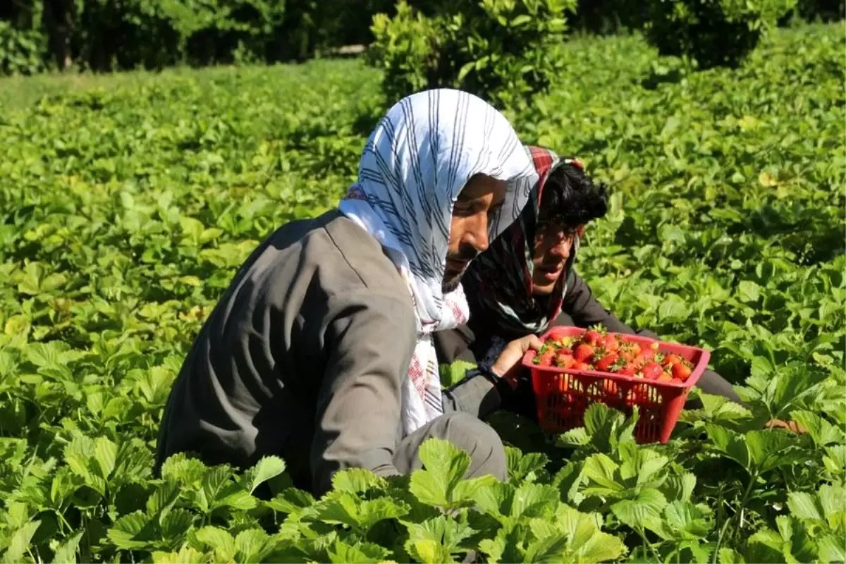 Afganistan\'da Çilek Hasadı Yapan Çiftçiler İyi Verim Elde Ediyor