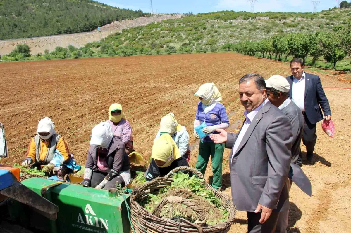 Muğla, Türk ekonomisine önemli katkı sunan illerden biri