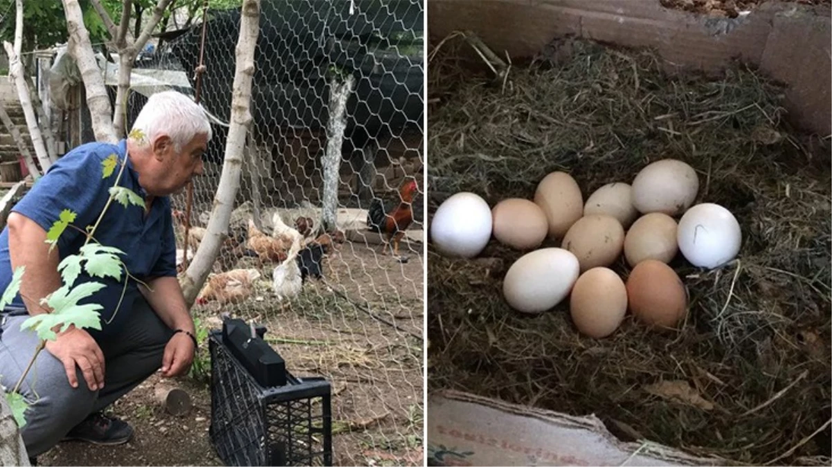 Tavuklarından bir türlü verim alamayan besici, bulduğu yöntemle yumurta sayısını 4\'e katladı