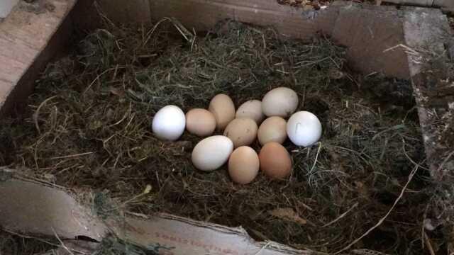 Batmanlı besiciden yaratıcı yöntem! Tavuklara klasik müzik dinleterek yumurta verimini 4'e katladı