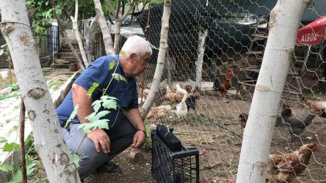 Batmanlı besiciden yaratıcı yöntem! Tavuklara klasik müzik dinleterek yumurta verimini 4'e katladı