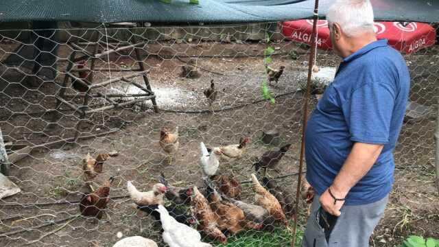 Batmanlı besiciden yaratıcı yöntem! Tavuklara klasik müzik dinleterek yumurta verimini 4'e katladı