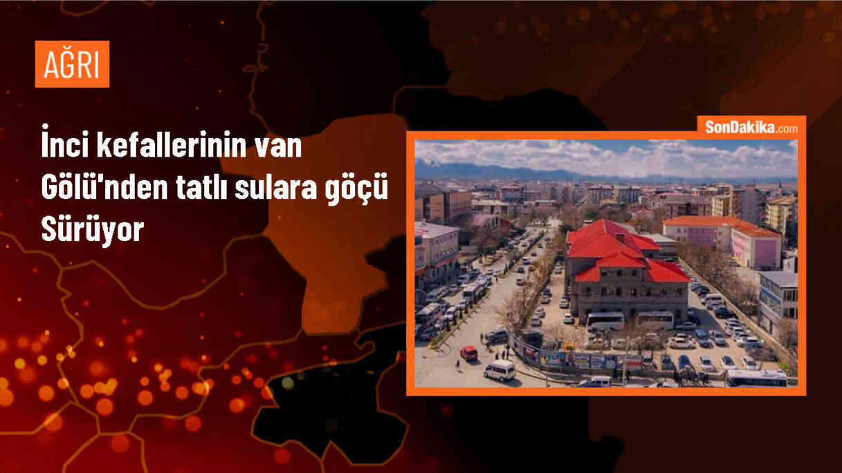 Van Gölü\'ndeki İnci Kefallerinin Göçü