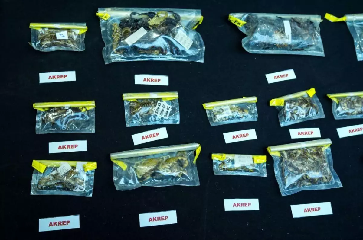 İstanbul Havalimanı\'nda kaçakçılık şüphesiyle gözaltına alınan Amerikalı küratör serbest bırakıldı