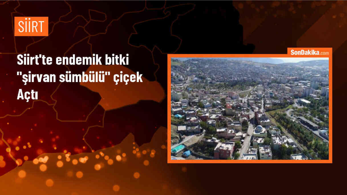 Siirt\'te Tehlike Altında Olan Şirvan Sümbülü Görüntülendi