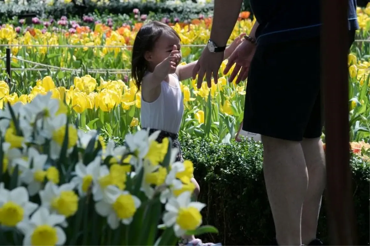 Singapur\'da Tulipmania Çiçek Sergisi Açıldı