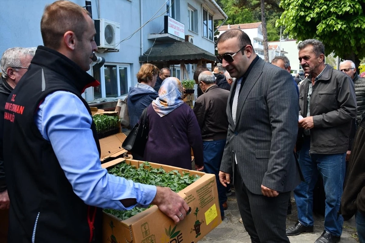 Sinop\'un Ayancık ilçesinde vatandaşlara domates ve biber fidesi dağıtıldı