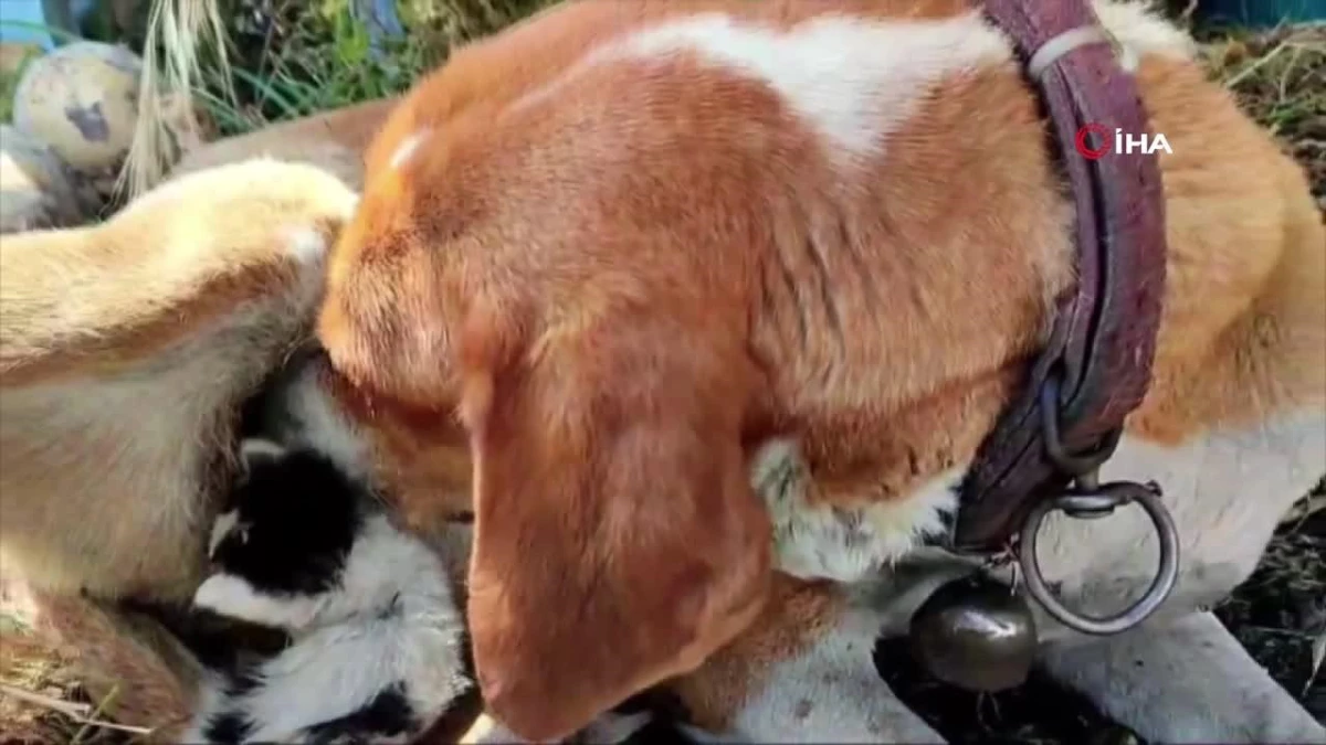 Ayvacık\'ta annesinin terk ettiği yavru kediye, köpek annelik yapıyor