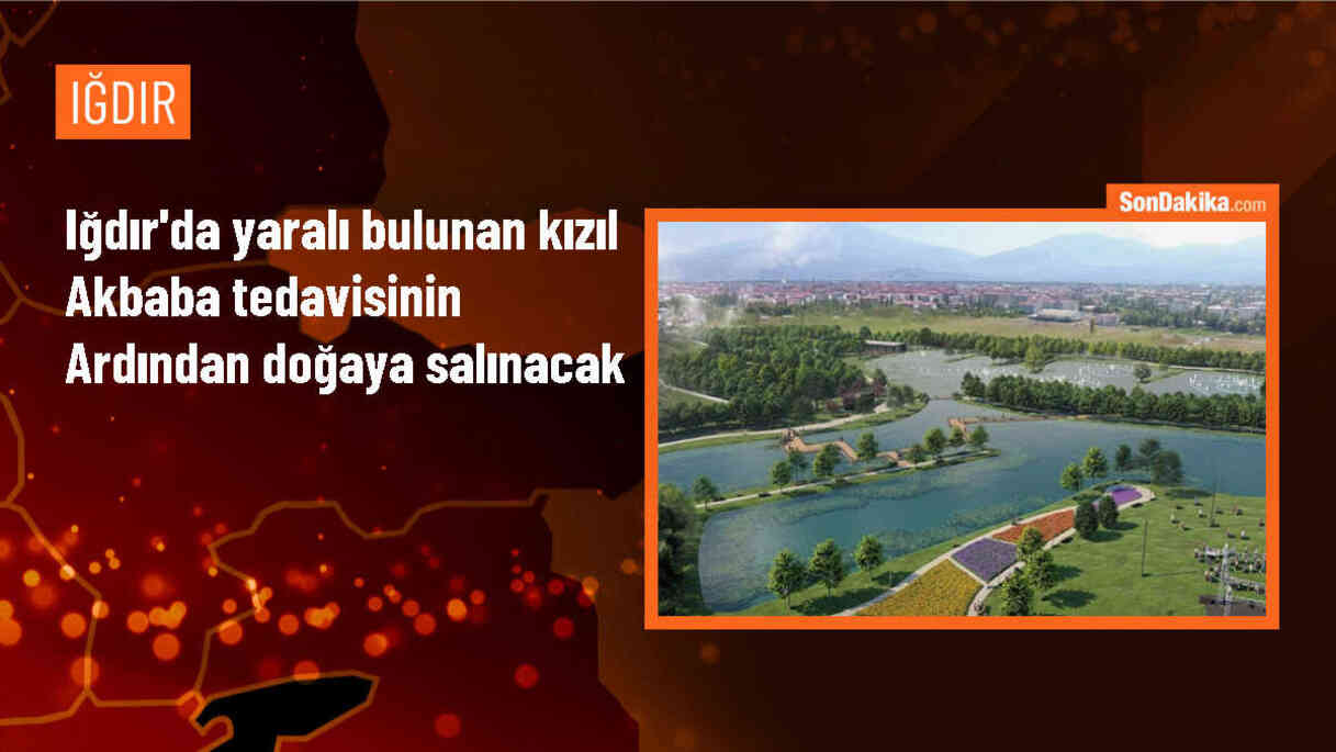 Iğdır\'ın Tuzluca ilçesinde yaralı bulunan kızıl akbaba tedavi edildi