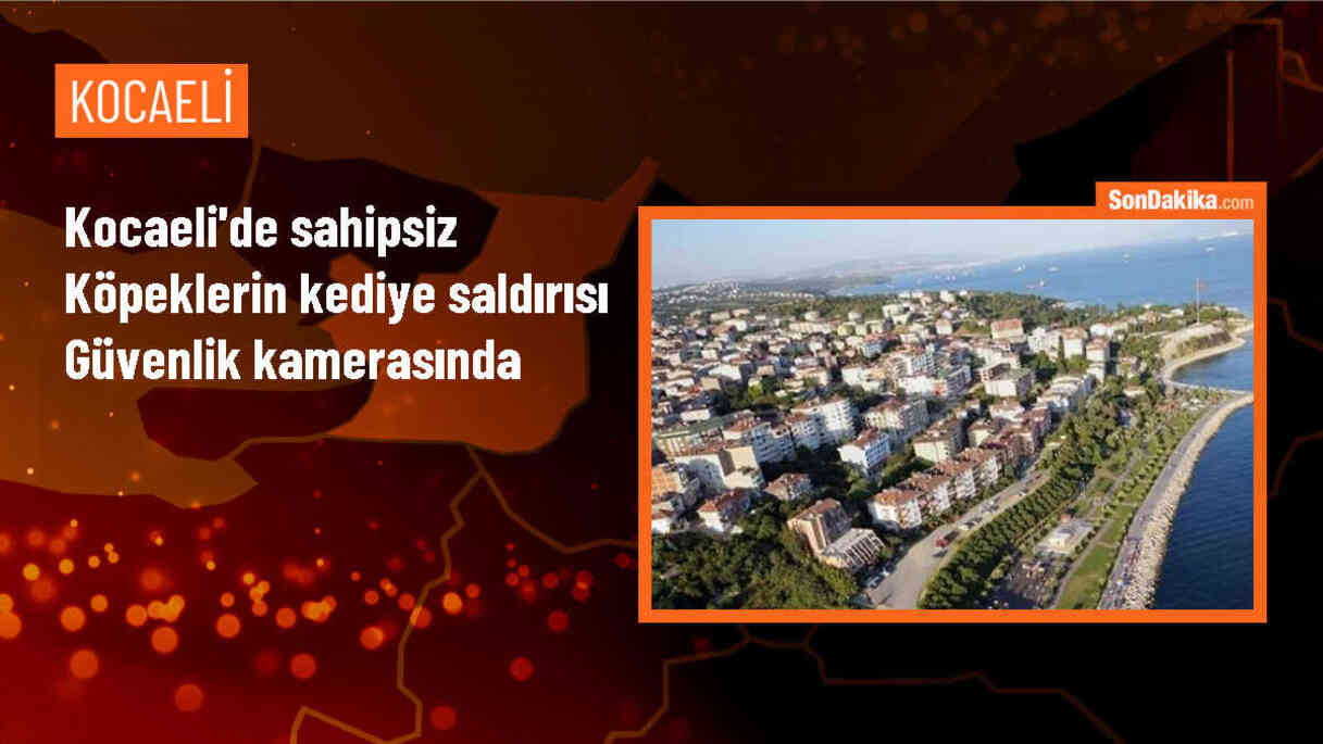 Karamürsel\'de sahipsiz köpeklerin kediyi öldürmesi güvenlik kamerasında