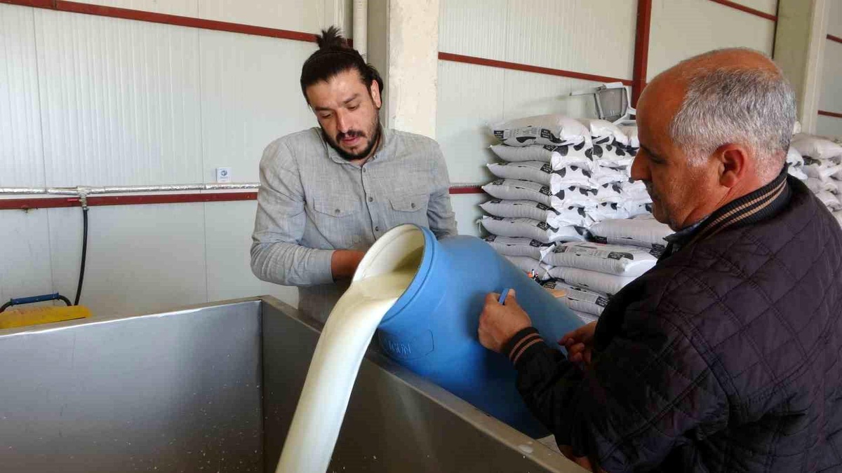 Malatya\'da Süt Toplama Merkezleri Ekonomiye Katkı Sağlıyor
