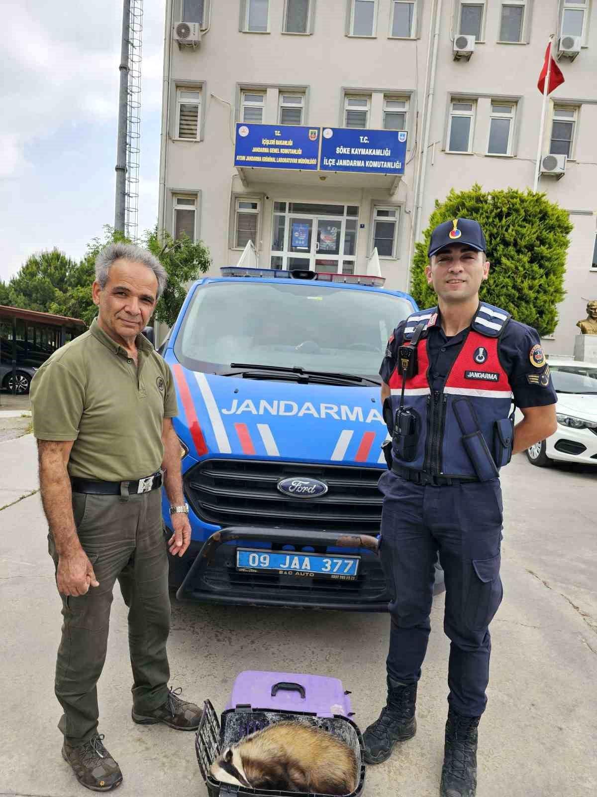 Aydın\'da Yaralı Porsuk Kurtarıldı
