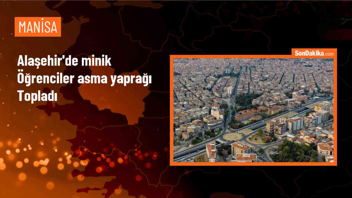 Alaşehir Ana Sınıfı Öğrencileri Asma Yaprağı Topladı