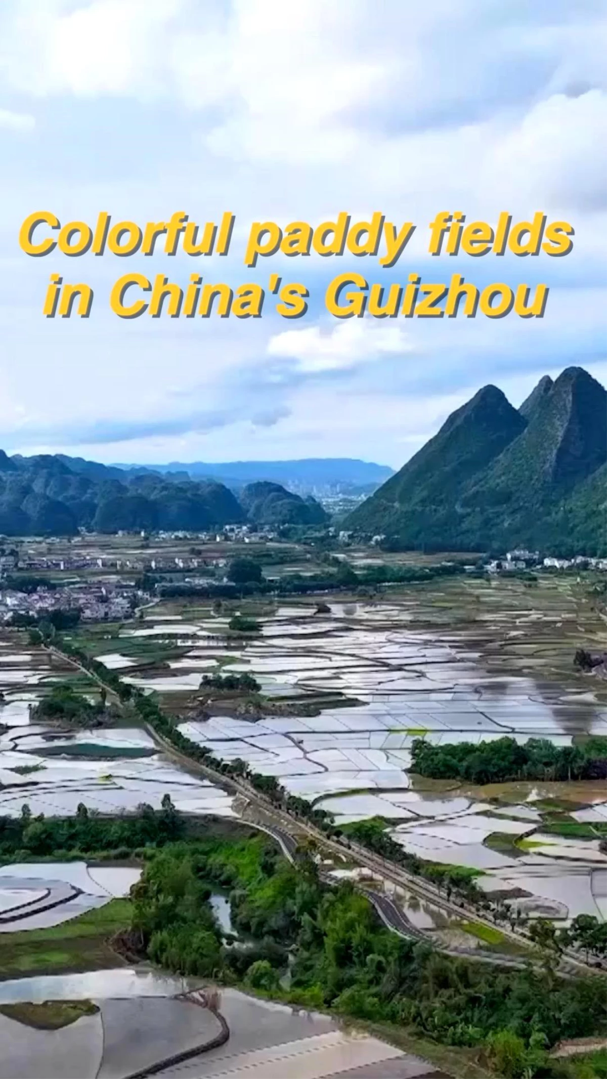 Çin\'deki Guizhou eyaletindeki çeltik tarlalarının renkli görüntüleri