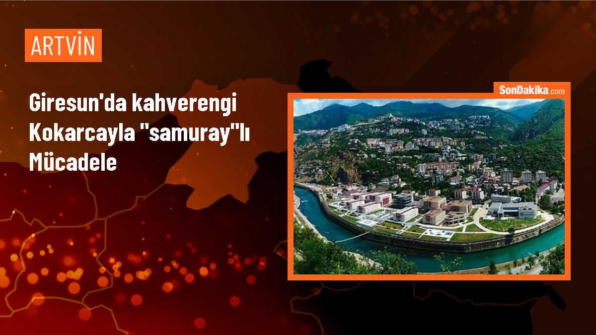 Giresun\'da Samuray Arısı Üretimi Başladı