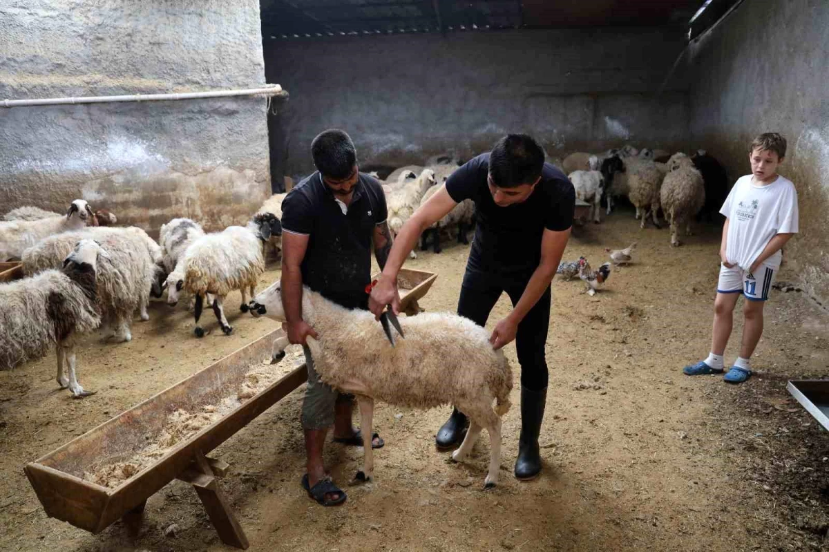 Adana\'da Kurbanlık Koyun Fiyatlarına Zam İddiası