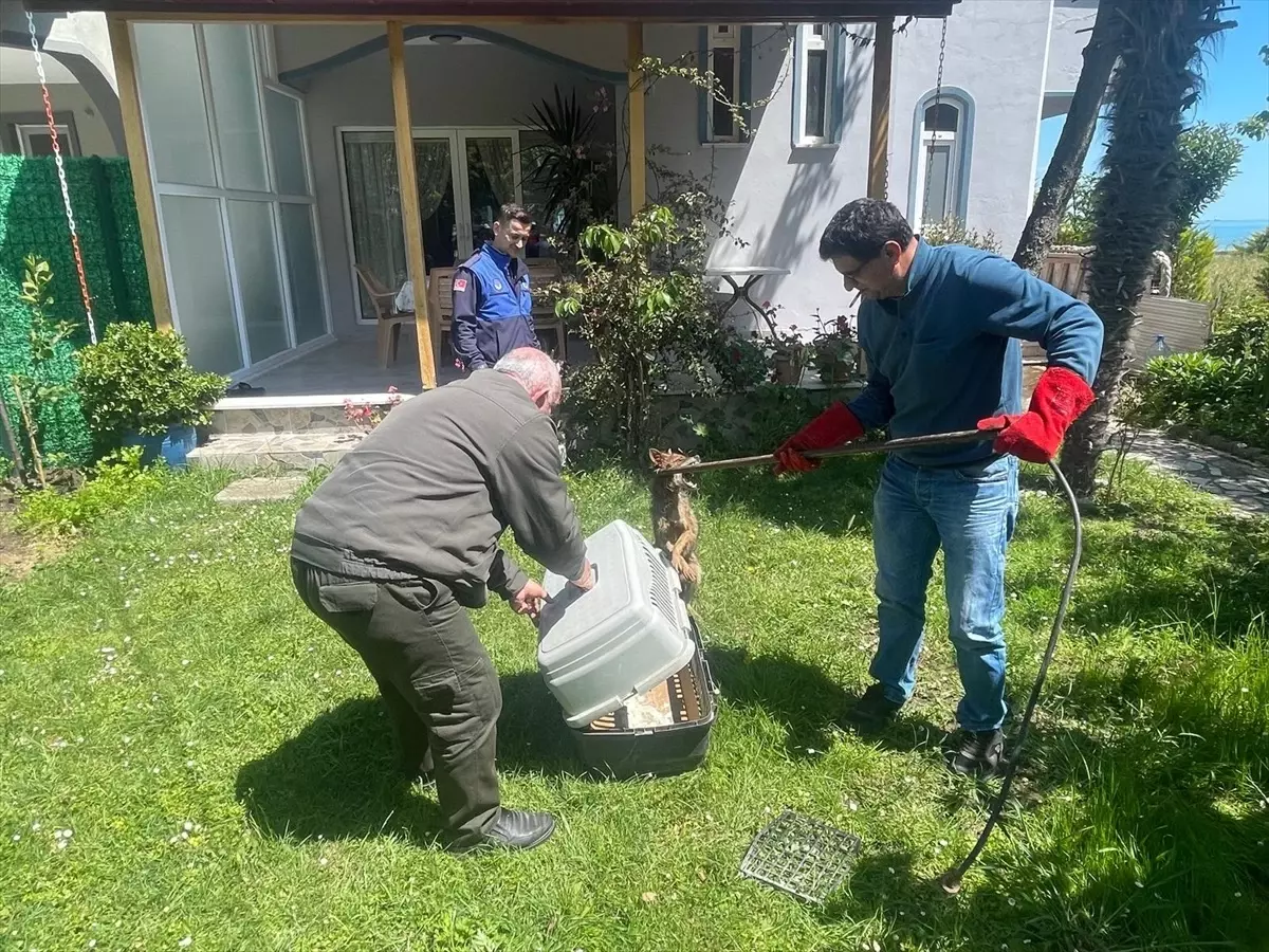 Samsun\'un Yakakent ilçesinde yaralı halde bulunan çakal, tedavi edilecek