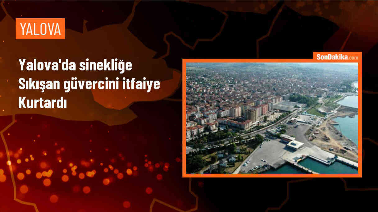 Yalova\'da itfaiye tarafından sıkışan güvercin kurtarıldı