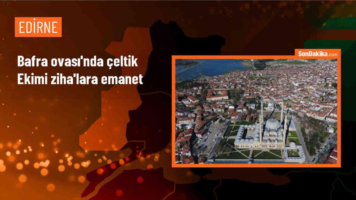Samsun\'un Bafra ilçesinde ZİHA ile çeltik ekimi yaygınlaşıyor