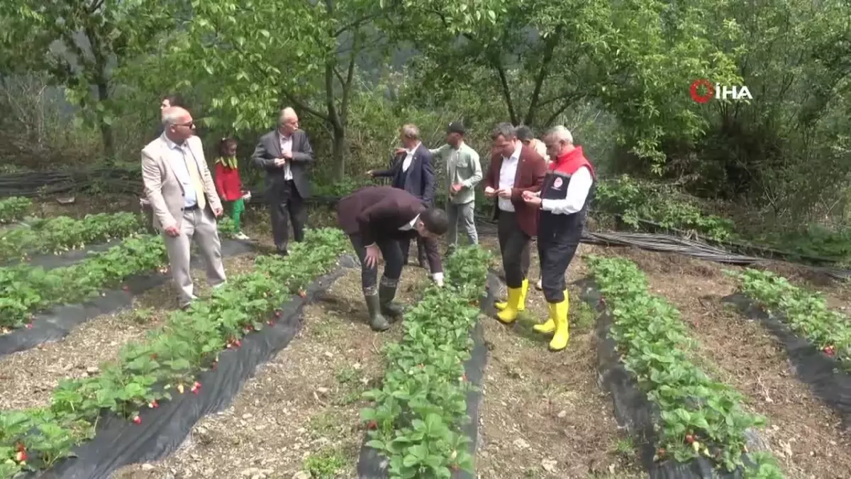 Bin Rakımda Yetişen Çilek, Pazar Sorunu Yaşamıyor