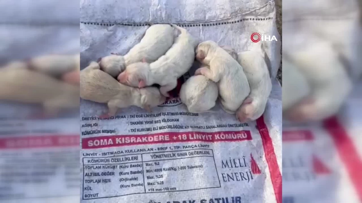 Çöp konteynerine atılan çuvaldan 6 köpek yavrusu çıktı