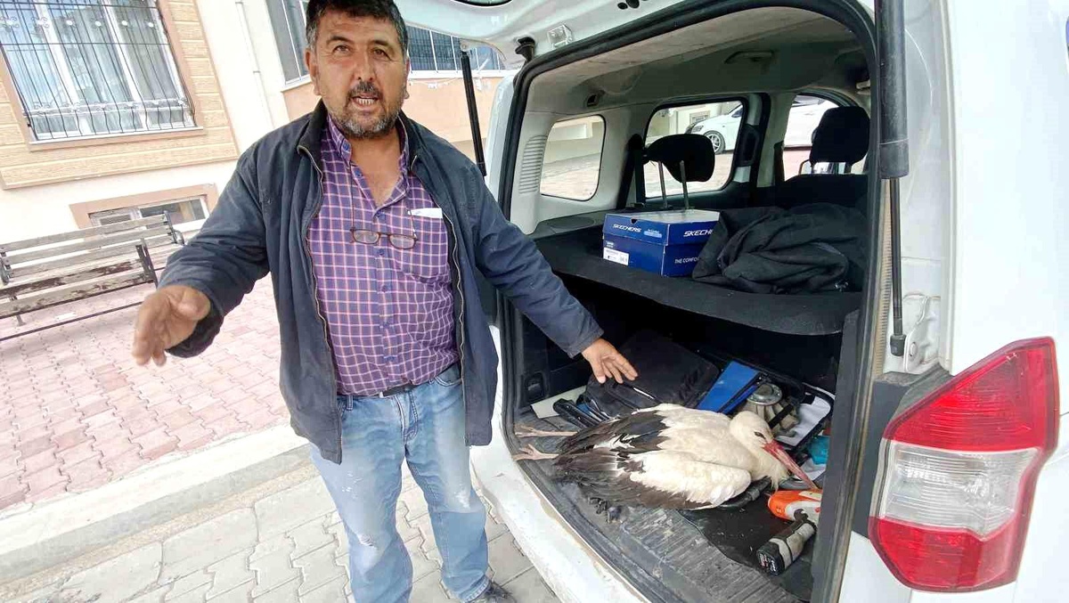 Konya\'da yaralı leylek tedavi edilmek üzere yetkililere teslim edildi