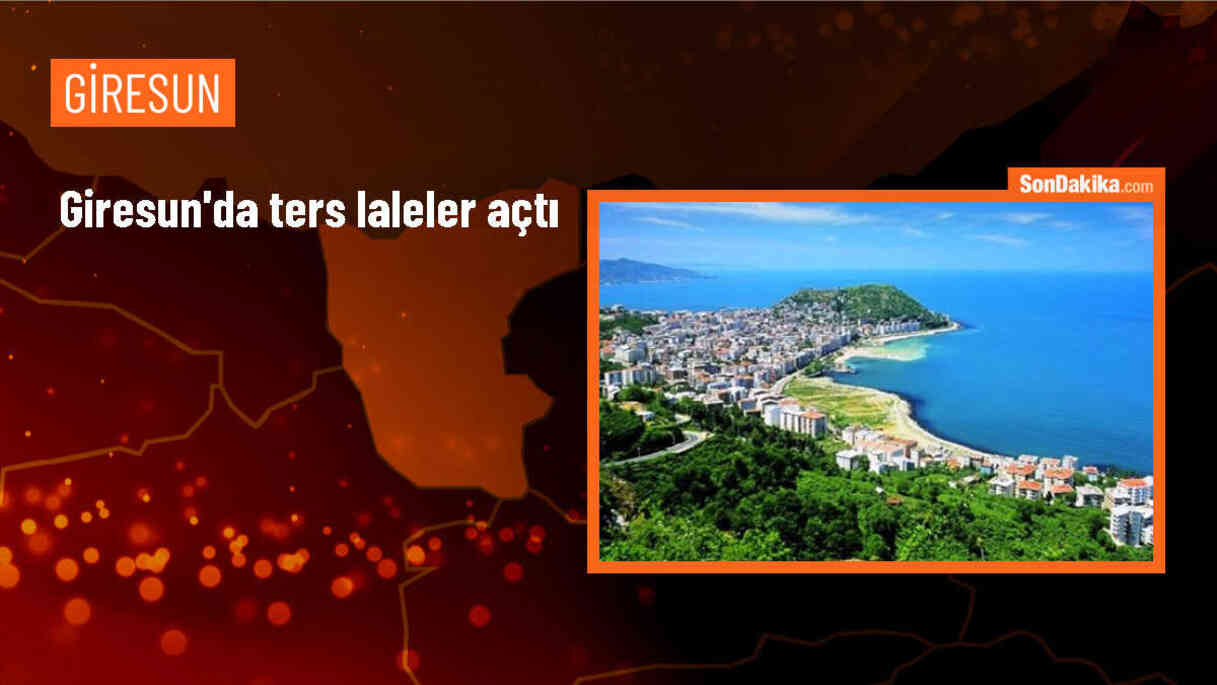 Giresun Alucra\'da Doğal Olarak Yetişen Ters Laleler Açtı