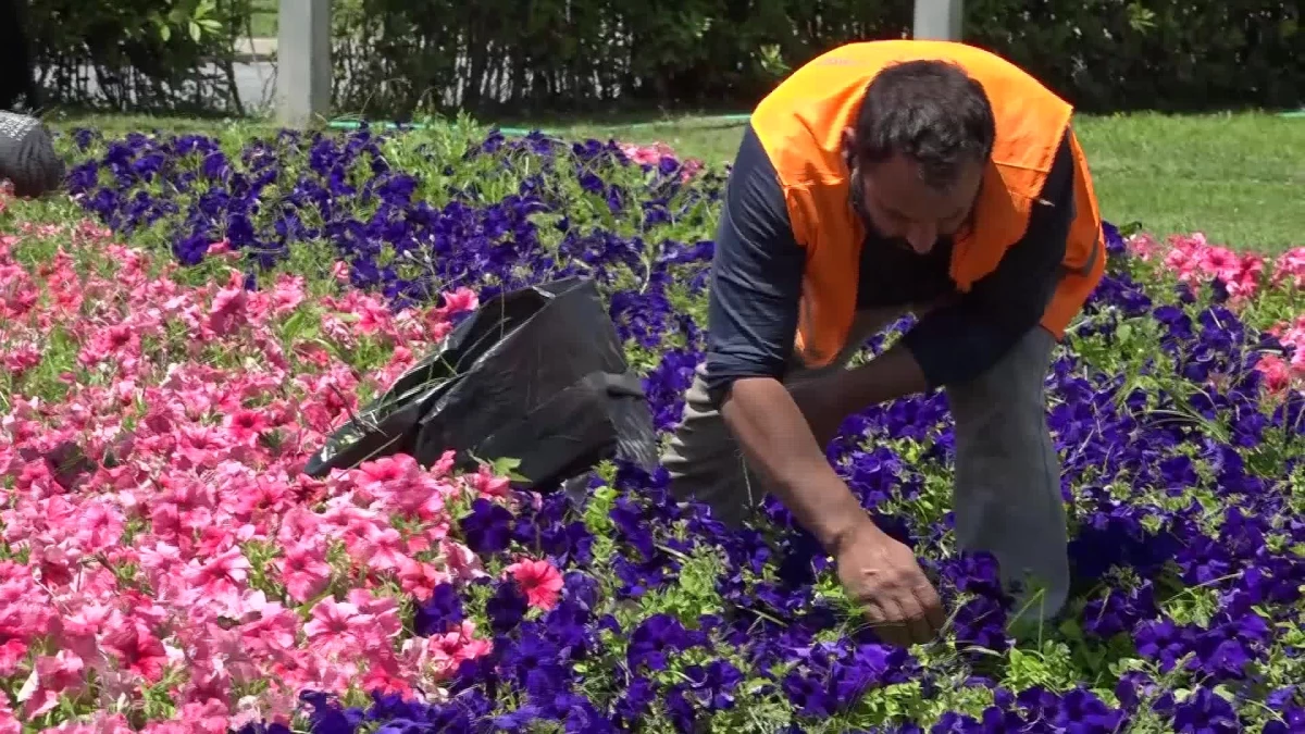 İzmir Büyükşehir Belediyesi Kenti Çiçeklerle Süslüyor