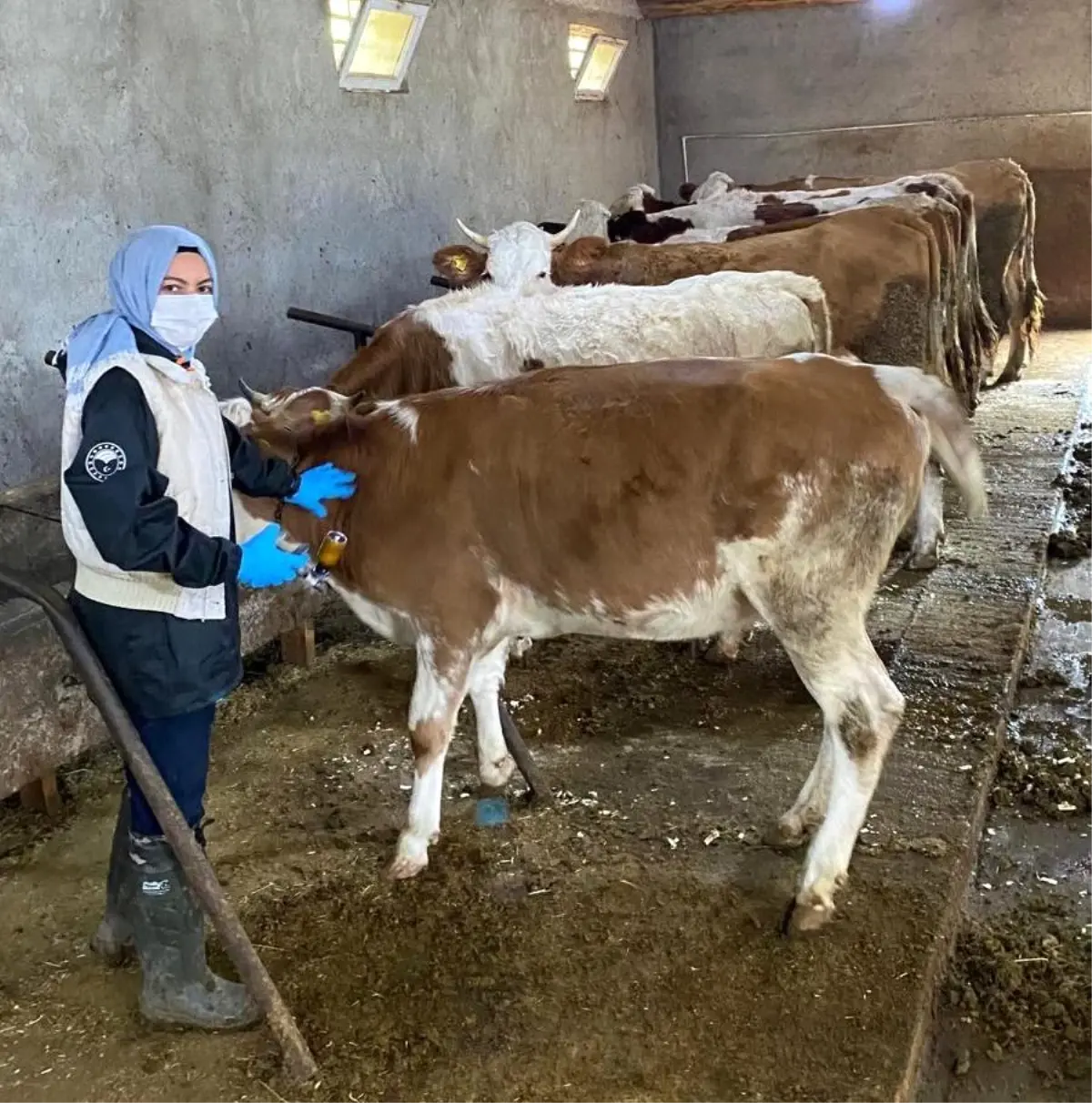 Erzincan\'da hayvan aşılama ve kimliklendirme çalışmaları devam ediyor