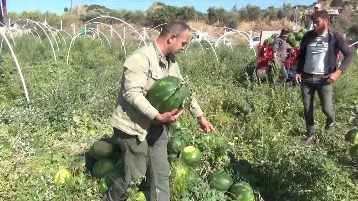 Aydın\'da Karpuz Üreticileri Fiyatlardan Memnun Değil