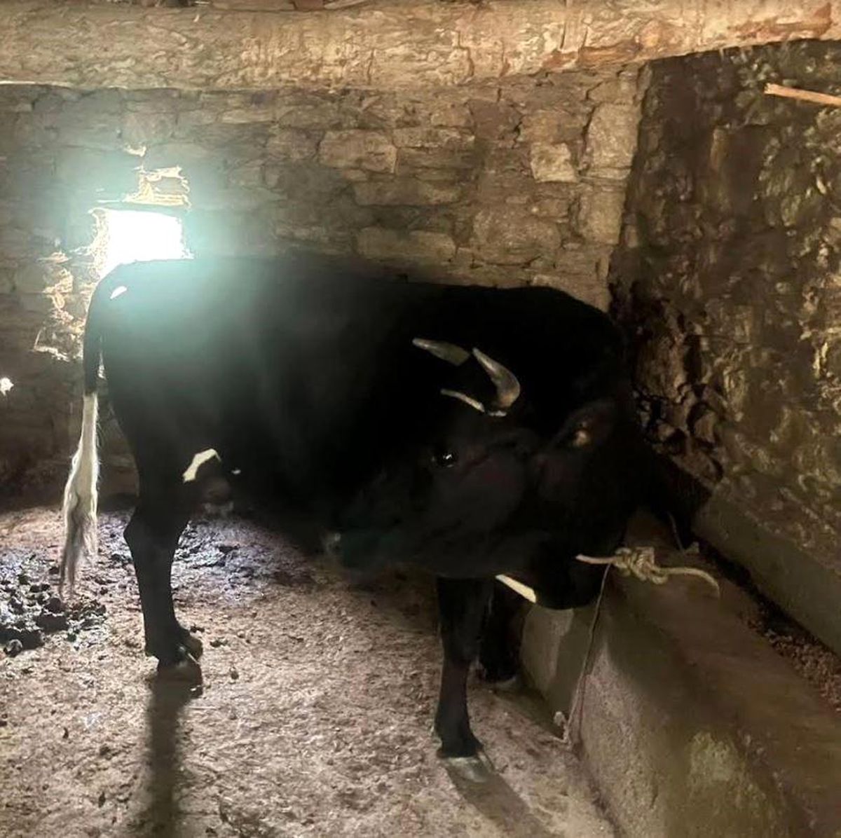 Aydın\'da Çalıntı Büyükbaş Hayvanı Satmak İsteyen Şüpheli Yakalandı