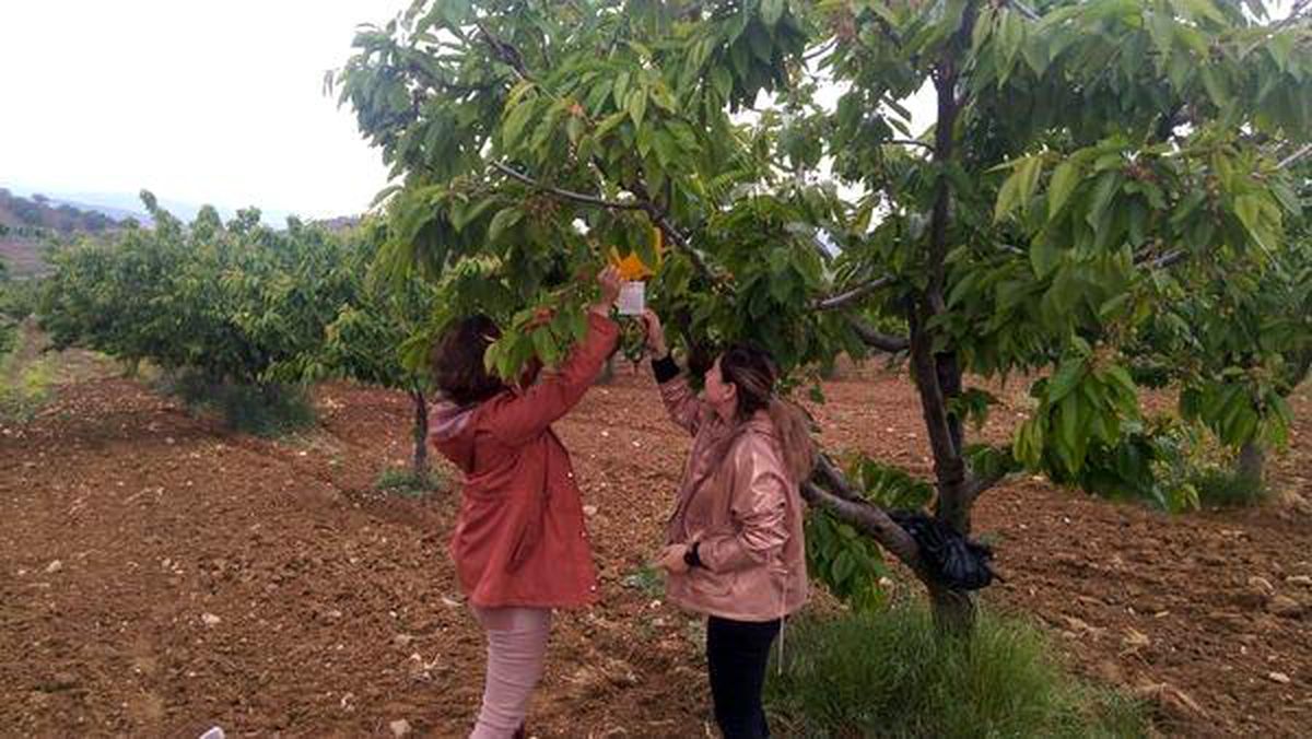 Bilecik\'te Üreticilere Kiraz Sineği İle Mücadele Duyurusu
