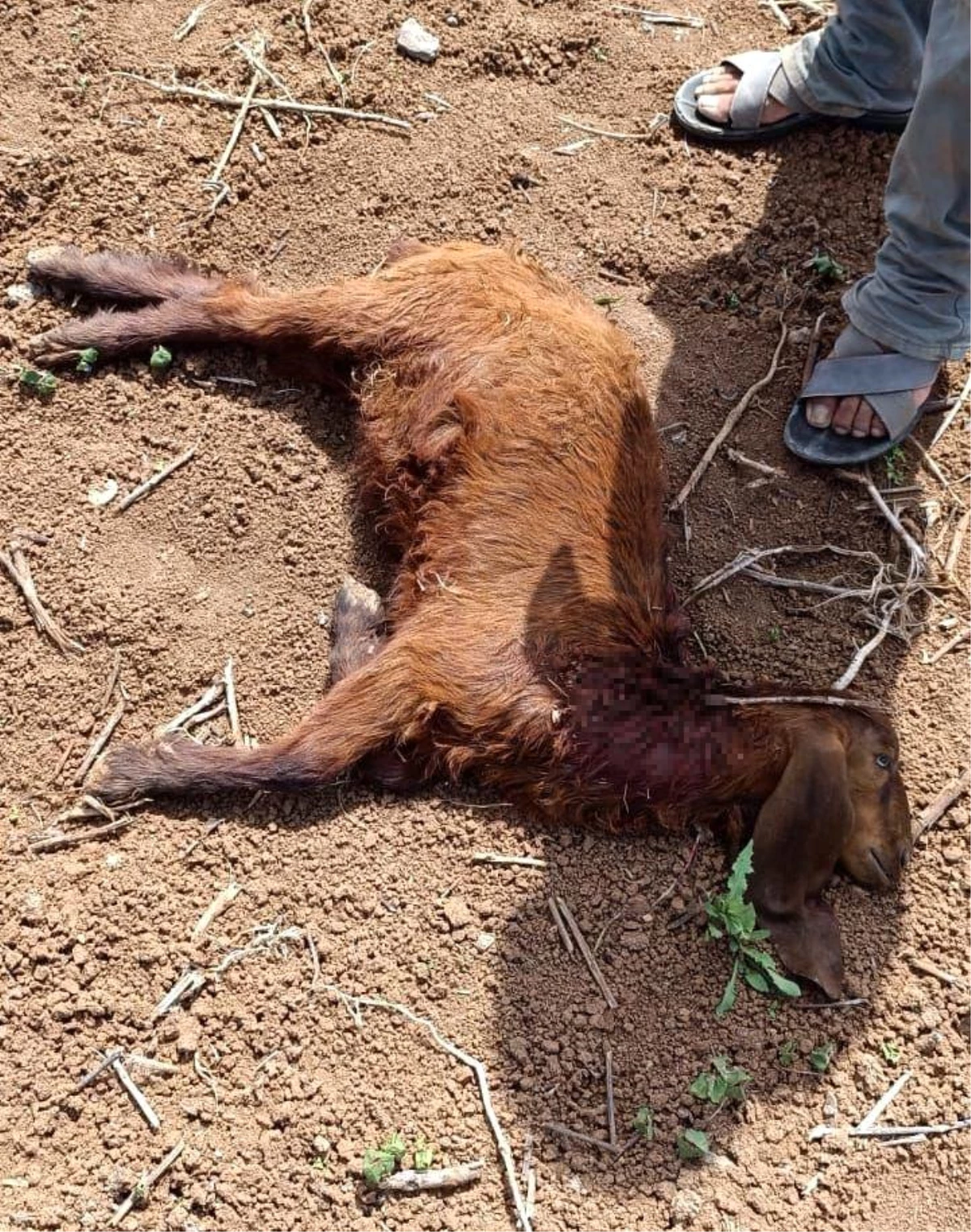 Suruç\'ta Başıboş Köpeklerin Saldırısı: 1 Keçi Telef Oldu, 2 Koyun Yaralandı