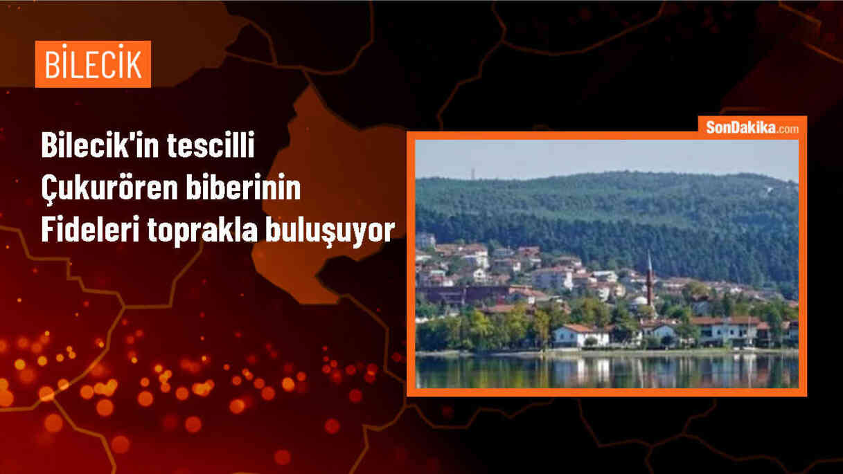 Çukurören Köyünde Acı Kırmızı Biber Fidelerinin Dikim Dönemi Başladı