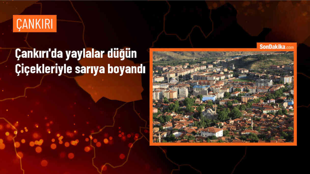 Çankırı\'da Yapraklı Yaylası\'nda Açan Düğün Çiçekleri Doğayı Sarıya Boyadı