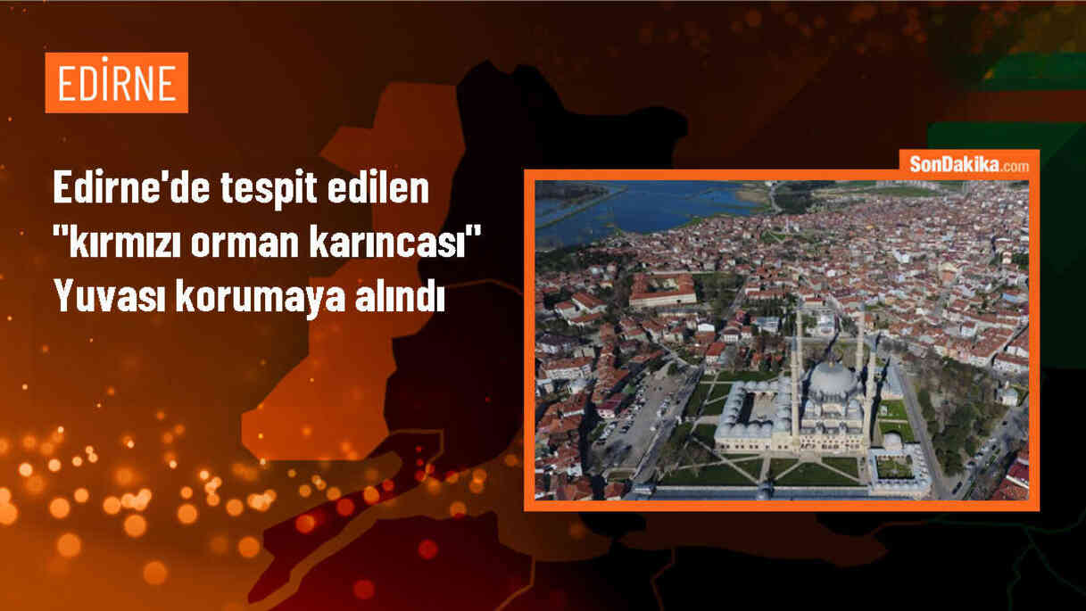 Edirne\'de nesli tükenme tehlikesindeki kırmızı orman karıncalarının yuvası koruma altına alındı