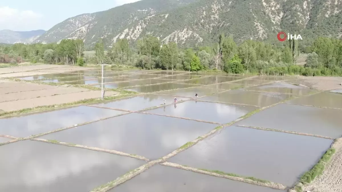 Ilgaz Dağı\'nın kar suyuyla beslenen tarlalarda çeltik ekimi başladı