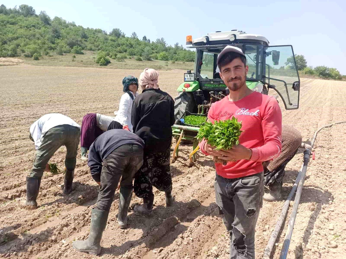 Bursa Yenişehir\'de Altın Diye Tabir Edilen Biberin Fide Dikimine Başlandı
