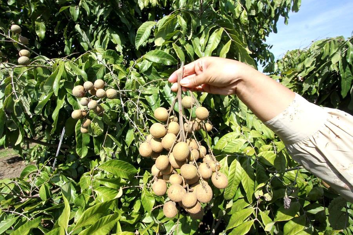 Endonezya\'da Köylüler Longan Hasat Sezonunu Kutluyor