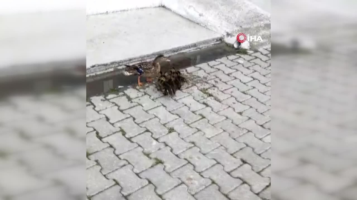 Anne ördek ve yavruları DKMP\'ye teslim edildi