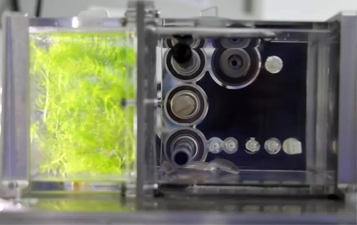 Çin\'in Tiangong Uzay İstasyonunda Zebra Balıkları İyi Durumda