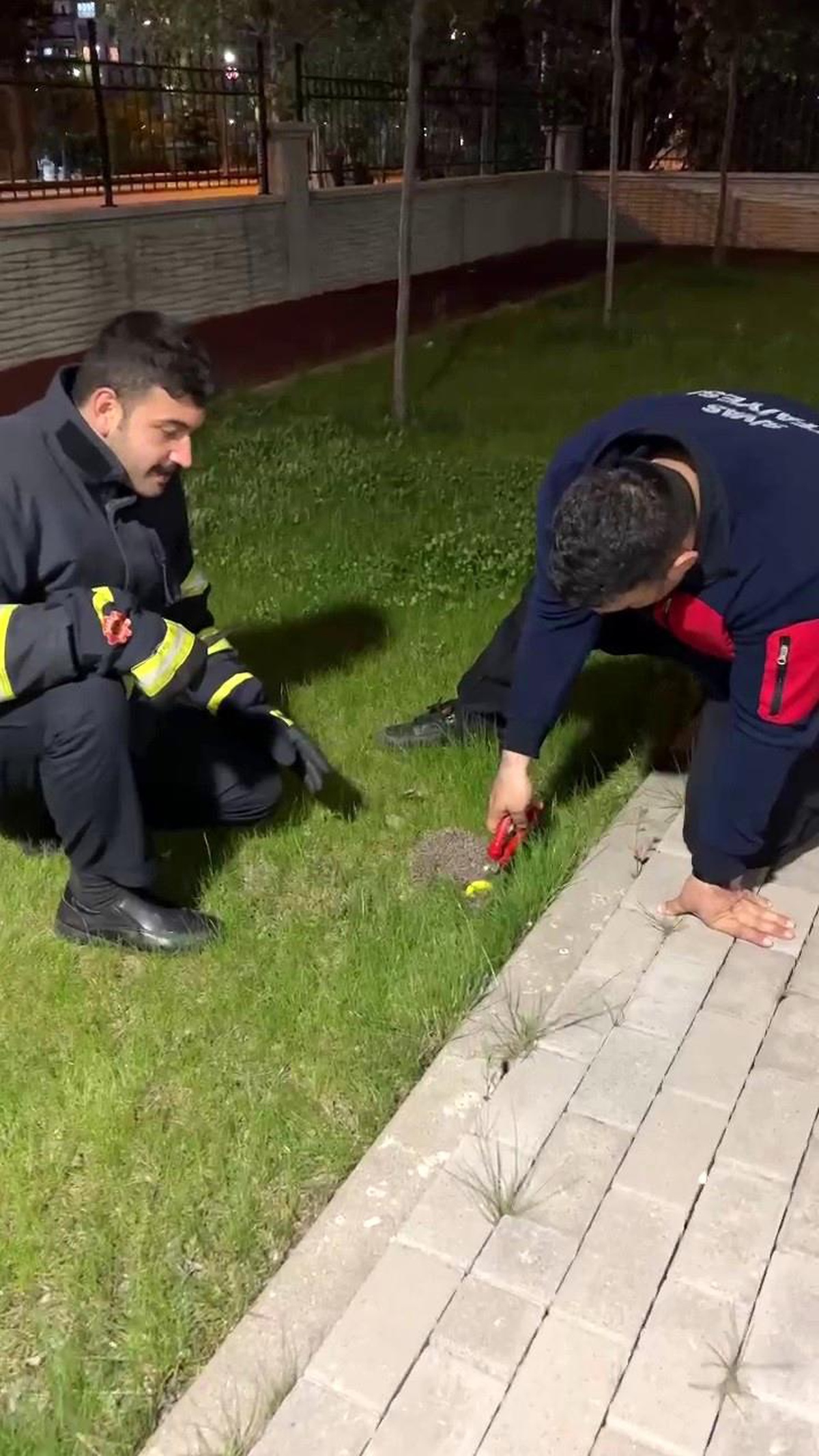 Sivas\'ta boynuna sıkışan kirpi itfaiyeden yardım istedi