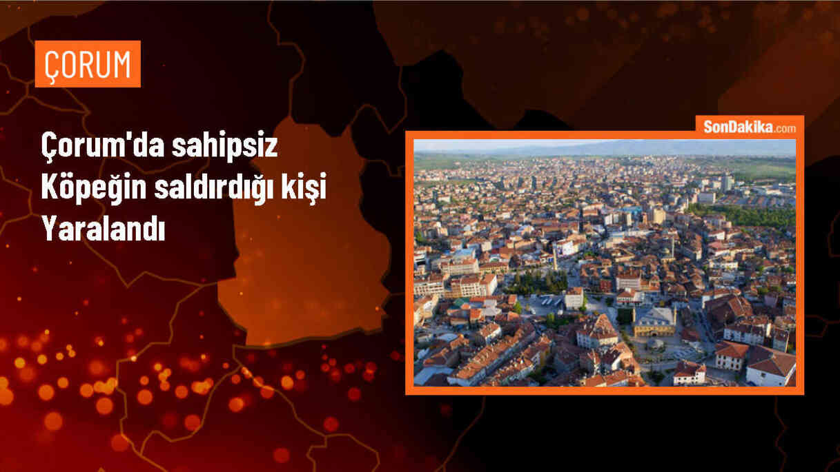 Çorum\'da sahipsiz köpeğin saldırısı sonucu bir kişi yaralandı