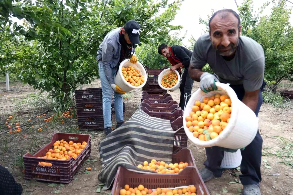 Hatay\'da Kayısı Hasadı Başladı: Ürün Tarladan 25 TL\'ye Yurt Dışına, 20 TL\'ye Yurt İçine Satılıyor