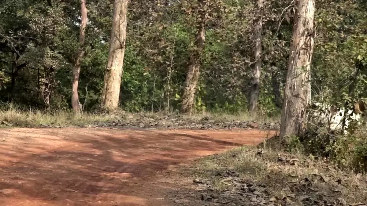 Hindistan\'da Kaplan Saldırıları: 36 Köyde Kırmızı Alarm Verildi